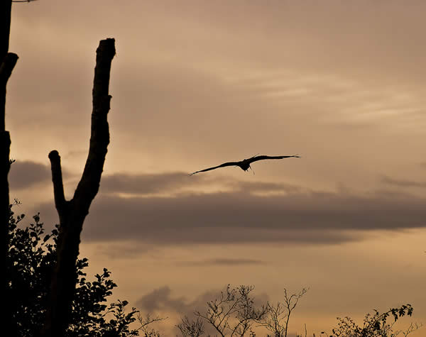 Soaring Eagle Silhouette at Dusk