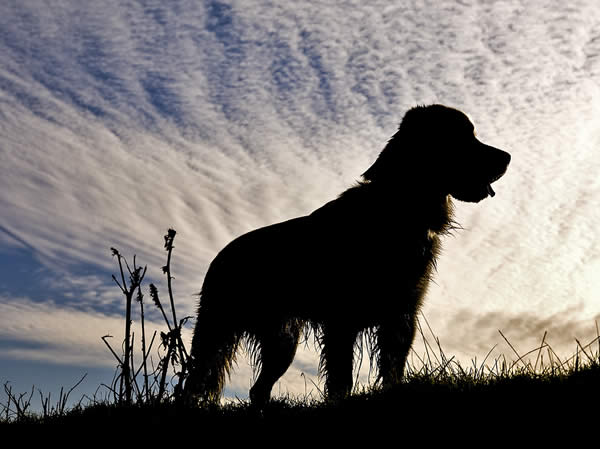 Silhouetted Kaz