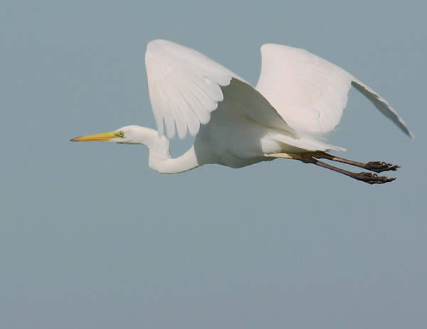 Flying Egret