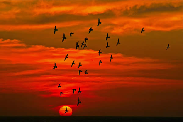 Birds Flying in Paradise