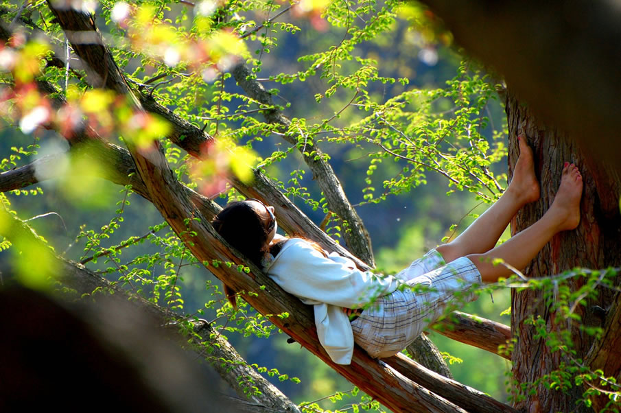 Hanging on a Tree