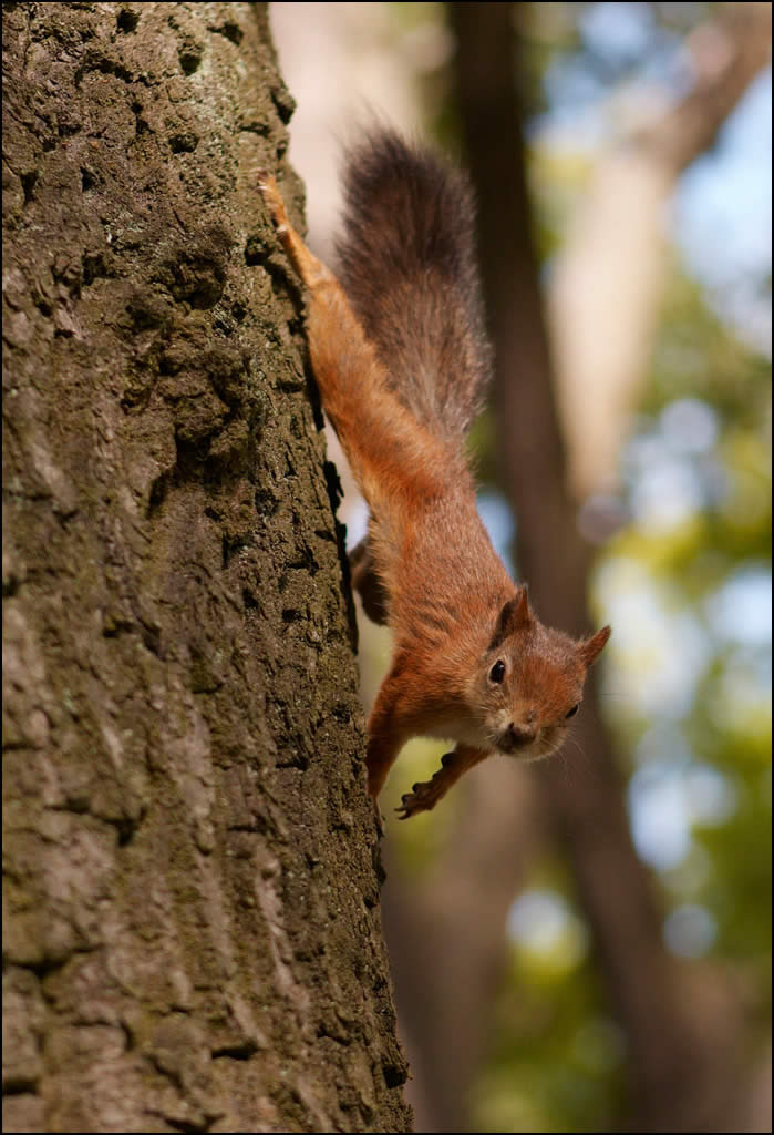 Squirrel