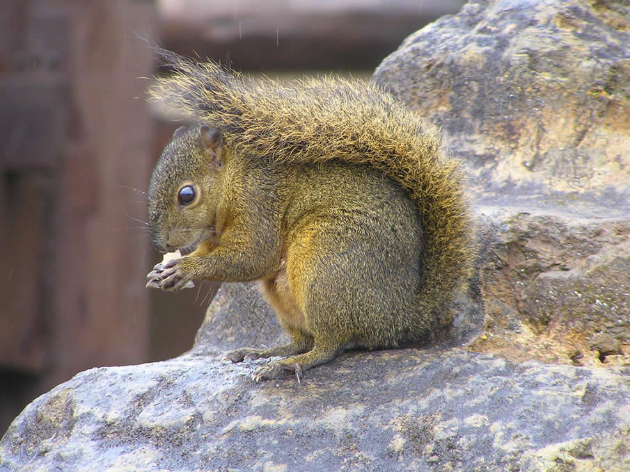 Squirrel