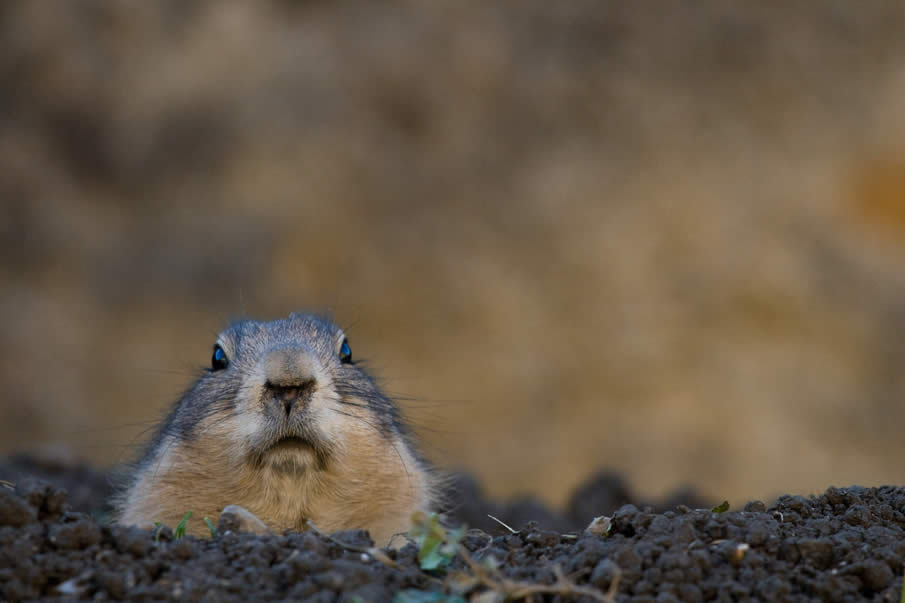 Prairie Dog