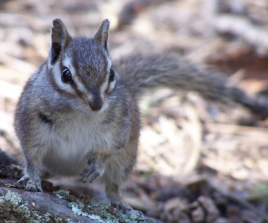 Chipmunk