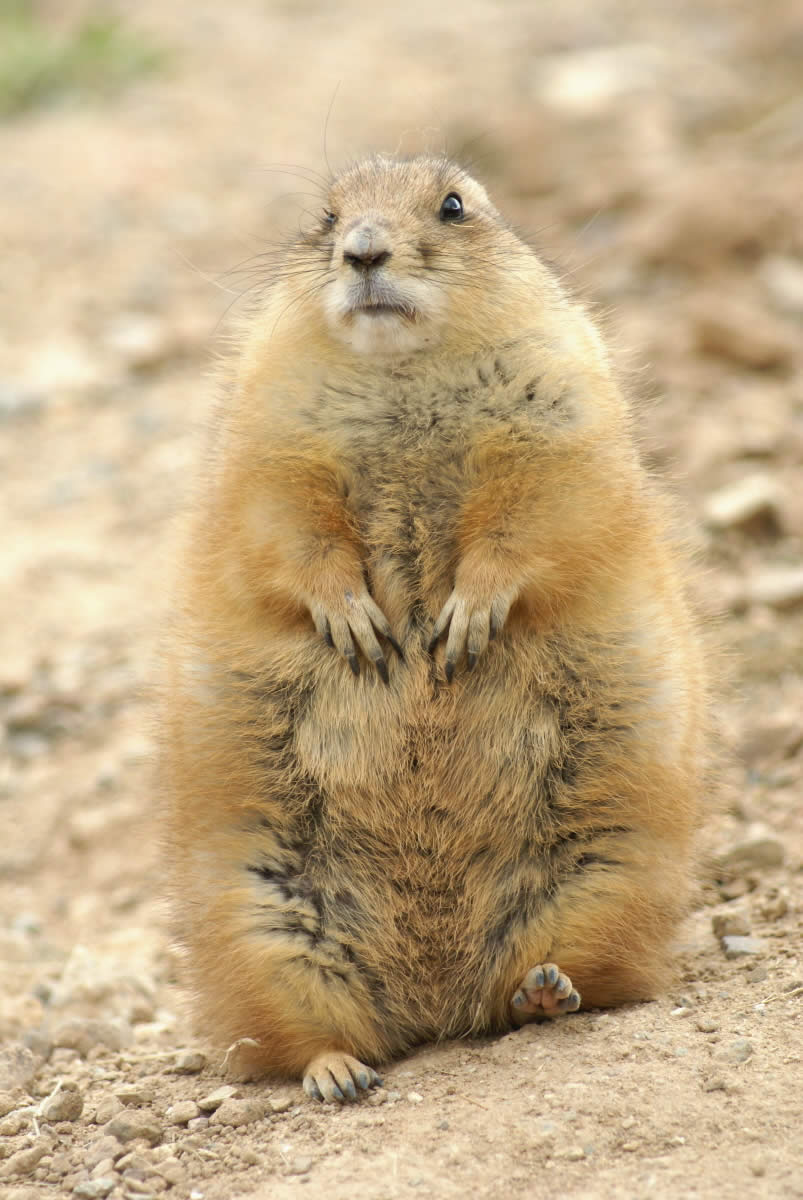 Prairie Dog