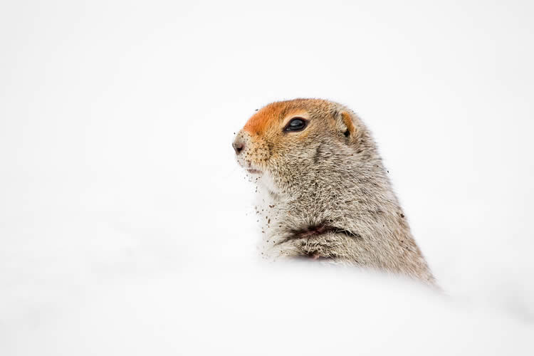 Arctic Ground Squirrel