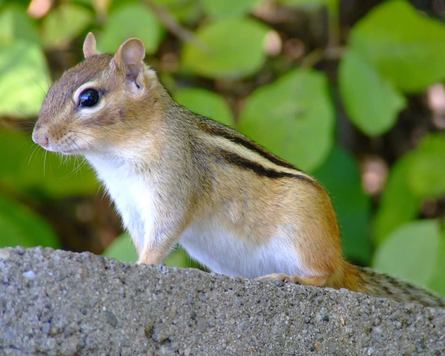 Chipmunk