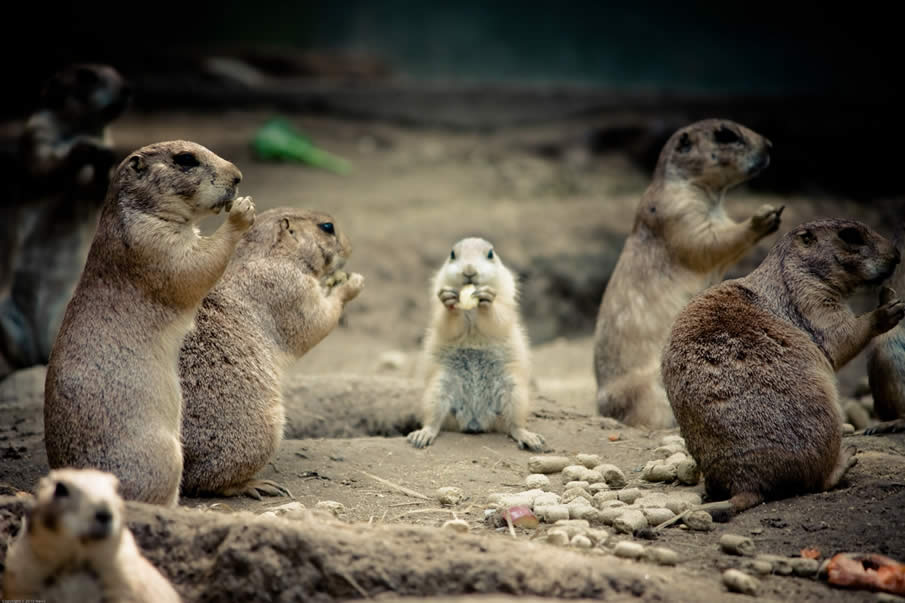 Prairie Dogs