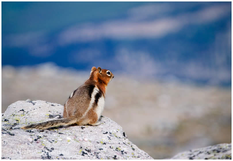 Ground Squirrel