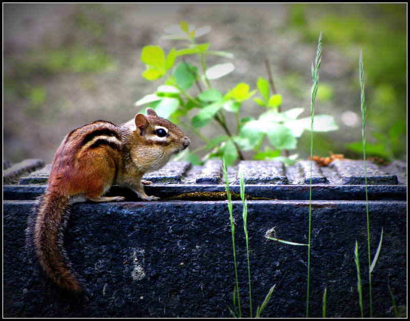 Chipmunk