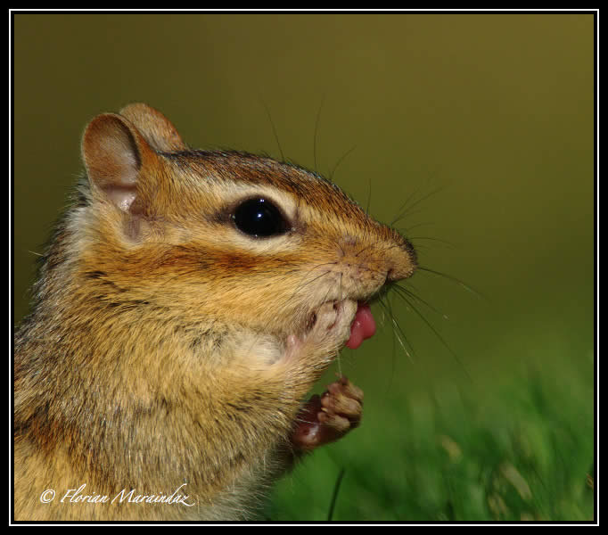 Chipmunk