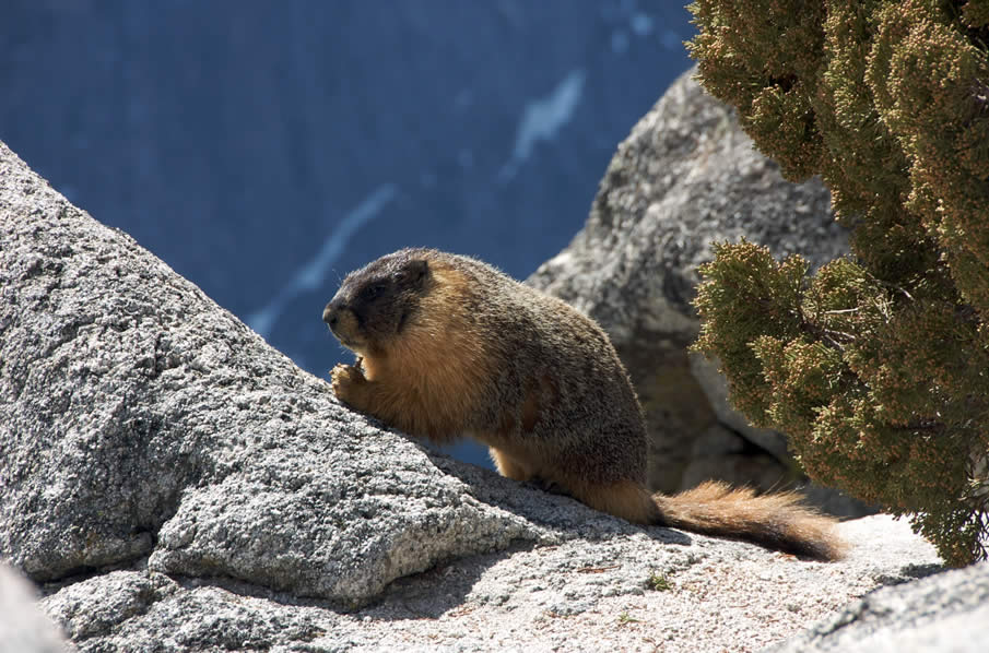 Marmot