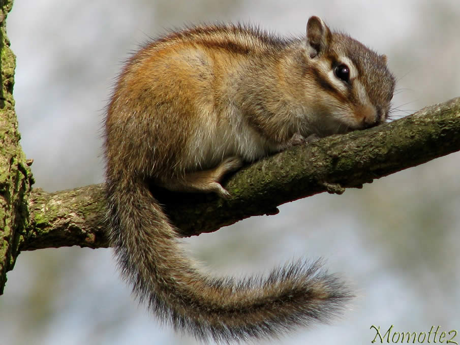 Chipmunk