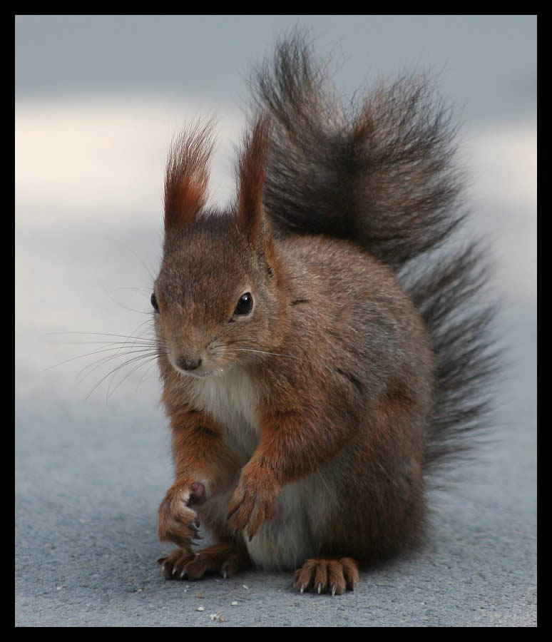 Squirrel