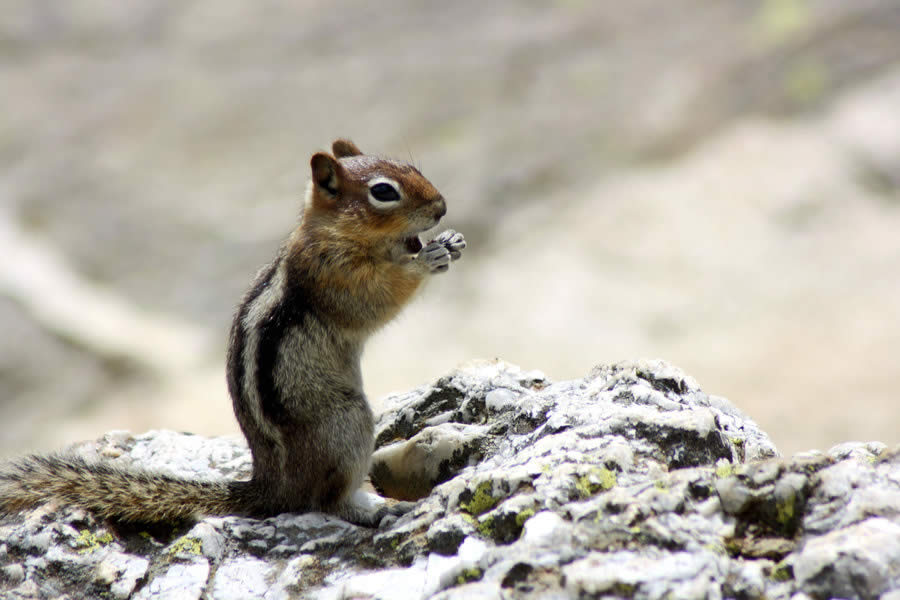 Ground Squirrel