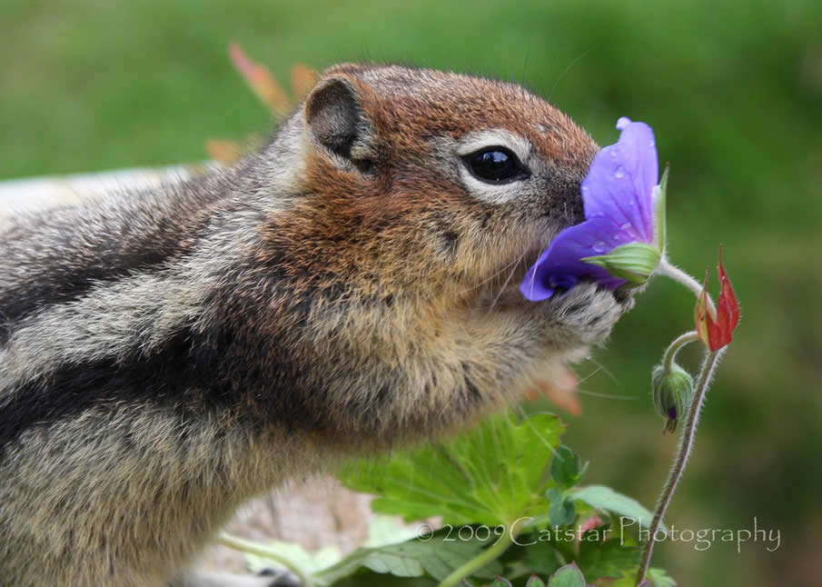 The Chipmunk and the Flower