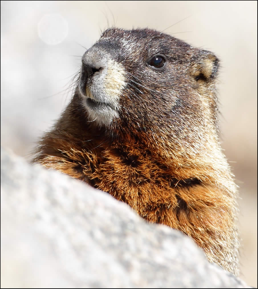 Marmot