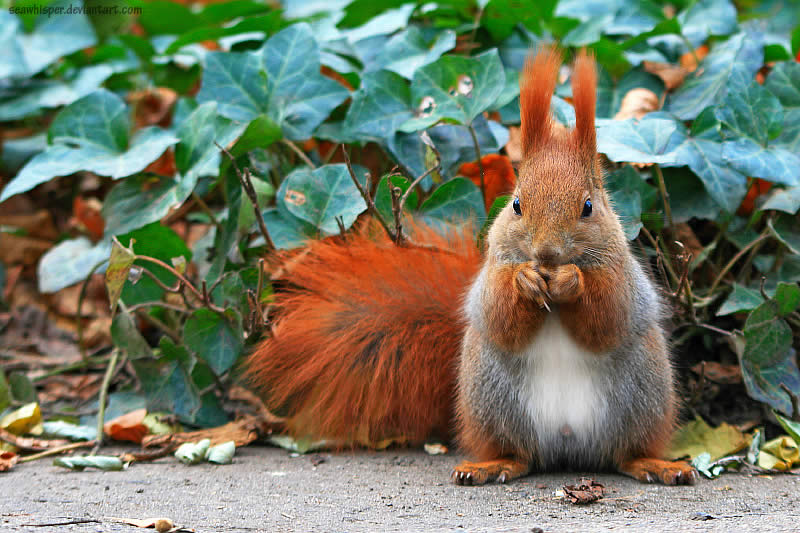 Squirrel on the Ivy