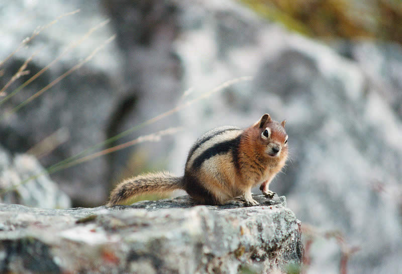 Ground Squirrel