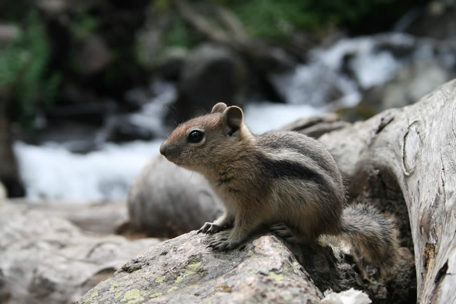 Golden-Mantled Ground Squirrel