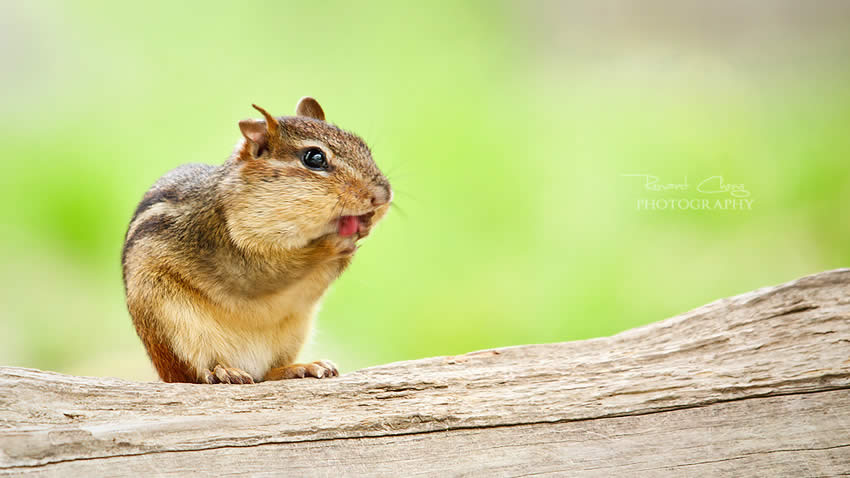 Chipmunk