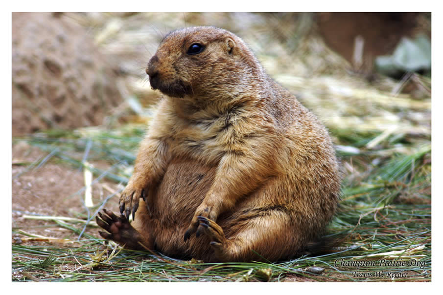 Prairie Dog