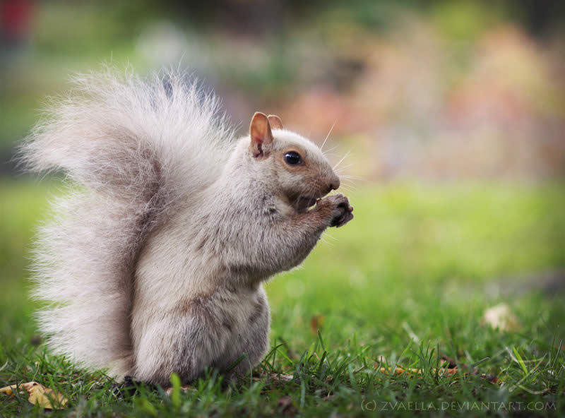 White Squirrel