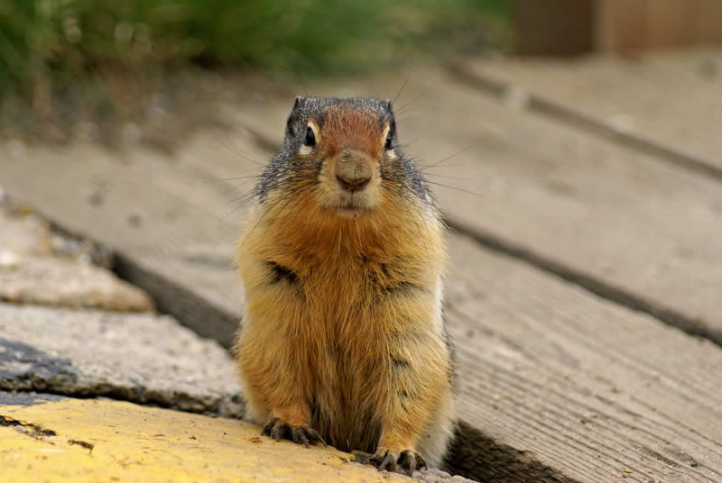 Ground Squirrel