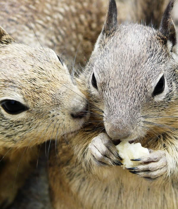 Ground Squirrels