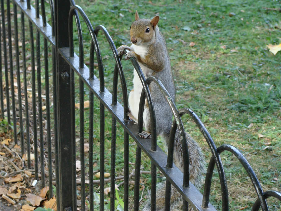 A Squirrel in London