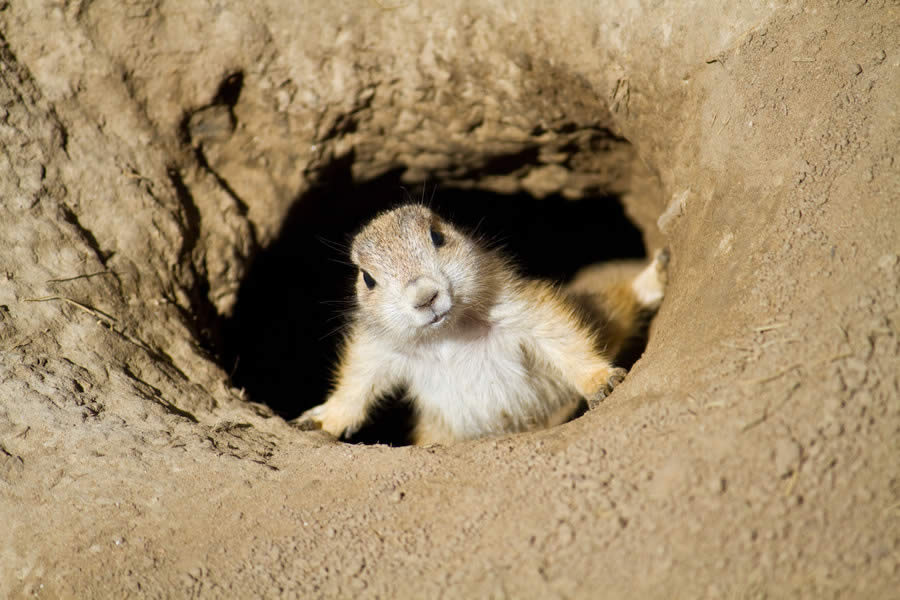 Prairie Dog