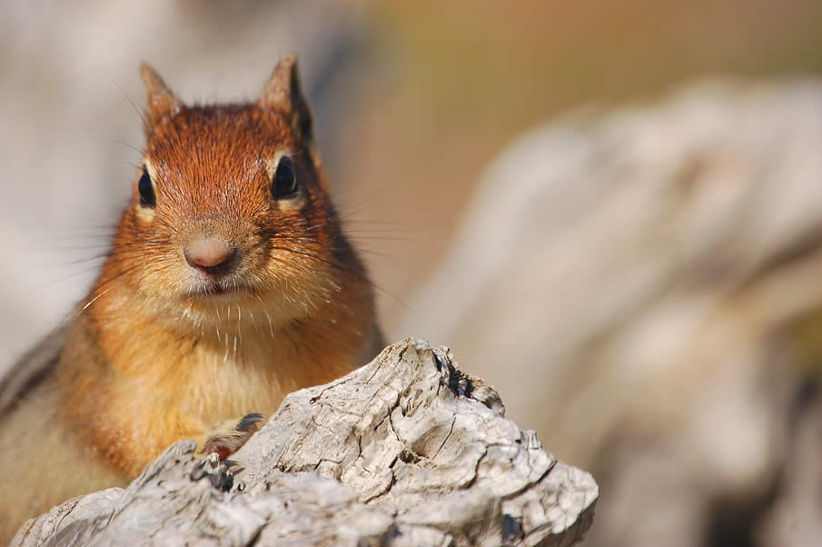 Chipmunk