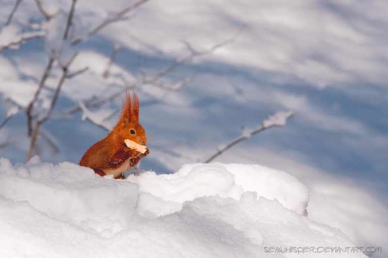 A Squirrel in the Snow