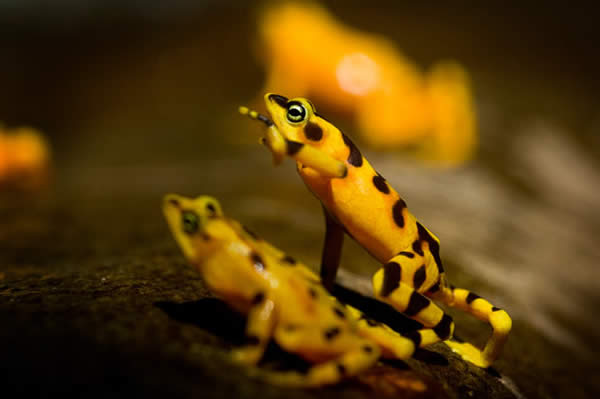 Golden Frogs