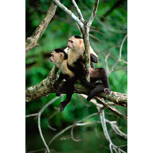 White-Faced Capuchins