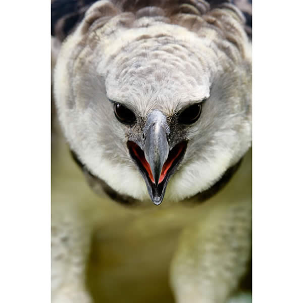 A Harpy Eagle