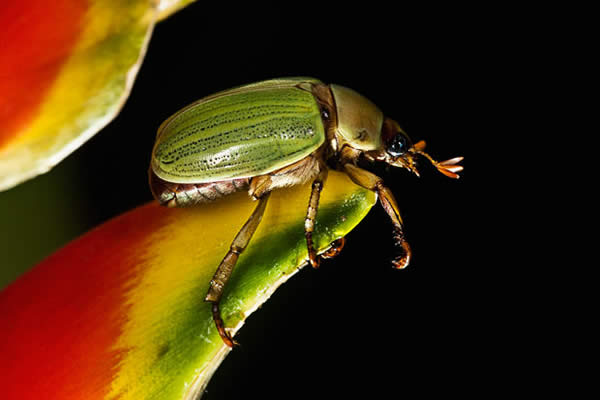 Colorful Beetle