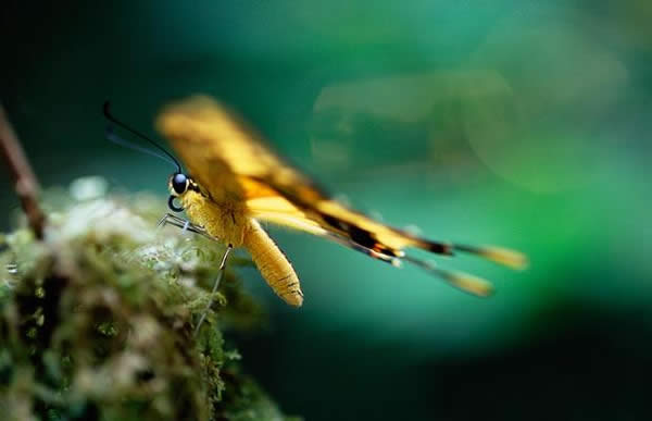 A Giant Swallowtail