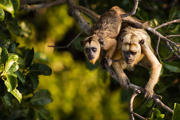 Black and Gold Howler Monkeys