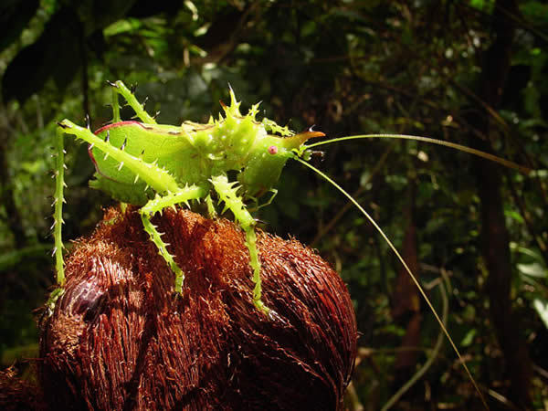 Armored Grasshopper