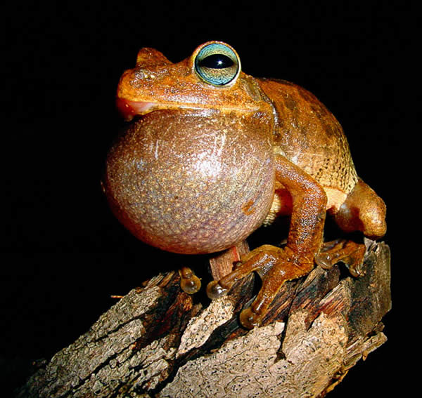 The Tree Frog's Trill