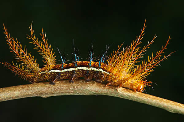 Unusual Caterpillar