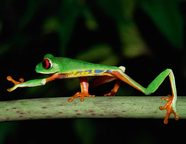 Red Eye Tree Frog Walking