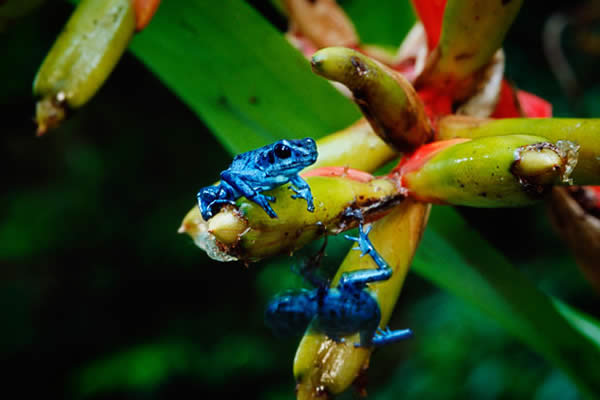 The Blue Arboreal Poison Dart Frog