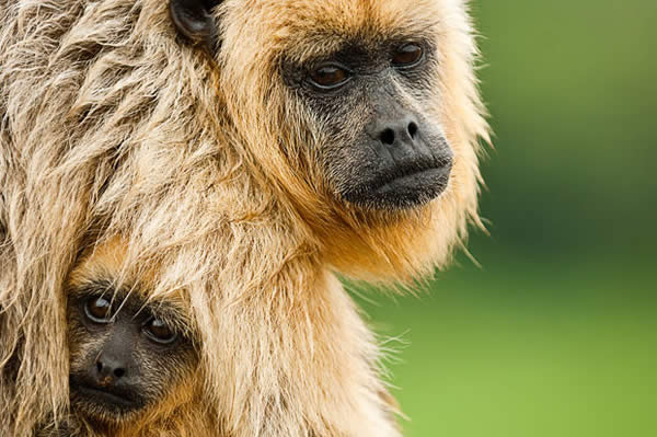 Black and Gold Howler Monkey