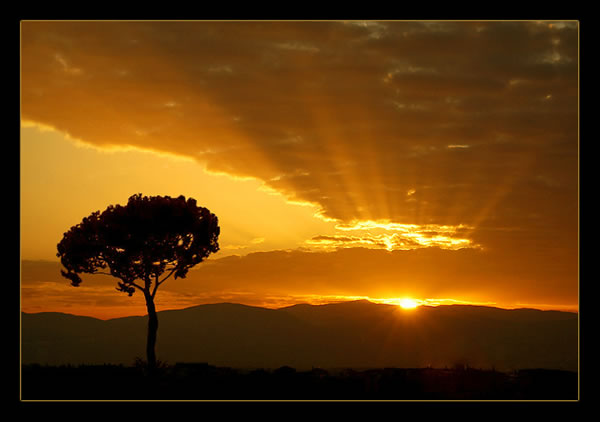 Sunrise Tree