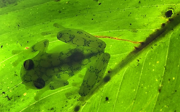 Glass Frog