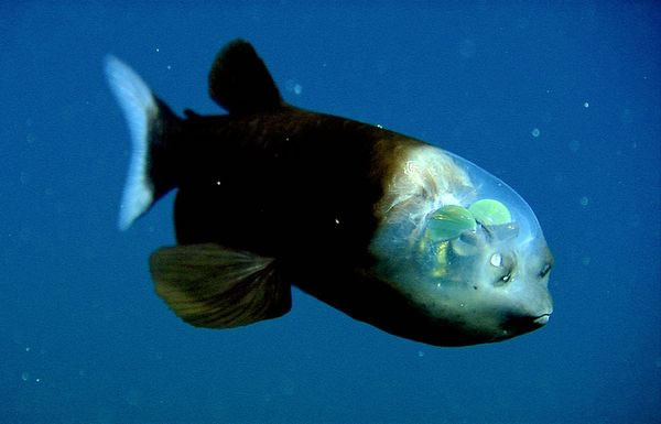 Transparent-Headed Fish