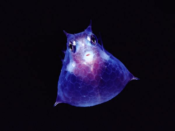 Juvenile Cowfish